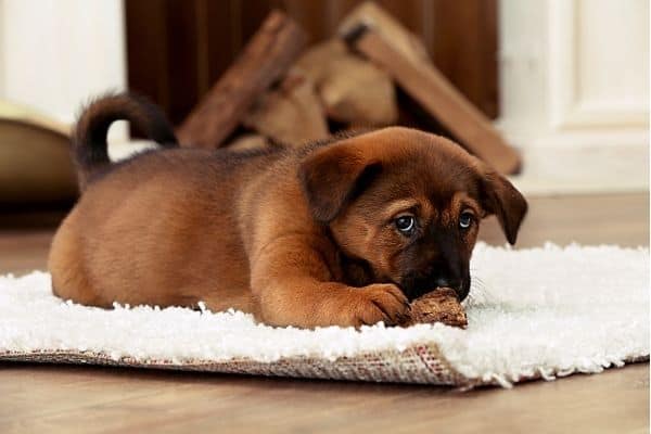 how to get old dog poop stains out of carpet