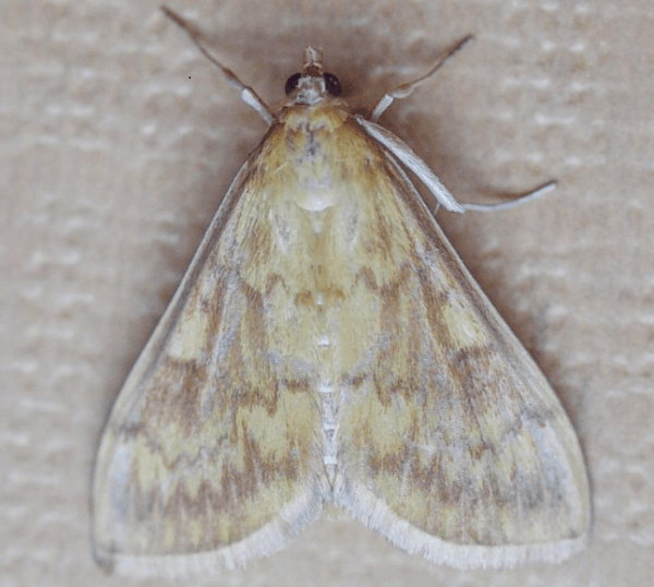 carpet moth
