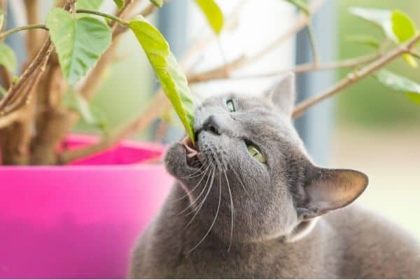 cat eating leaf