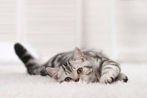 cat lying on carpet
