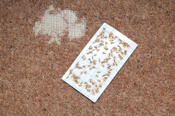 moth trap and damaged carpet