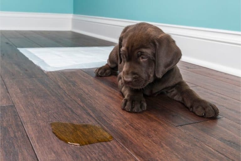 5 Effective Ways to Remove Stain from Wood Floor