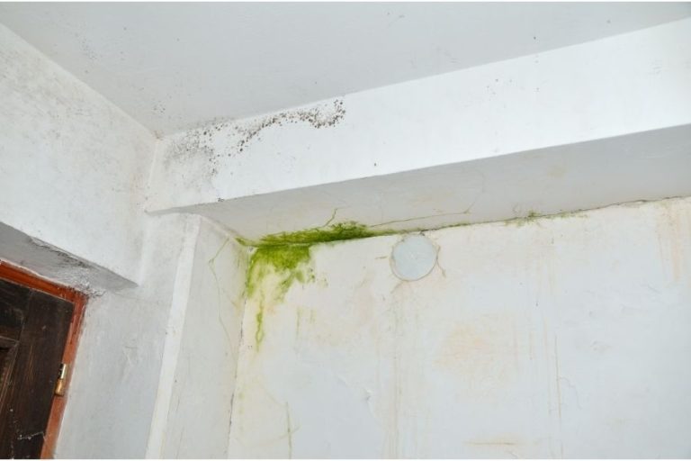 9 Steps How to Get Rid of Mold Spots on Ceiling and Walls