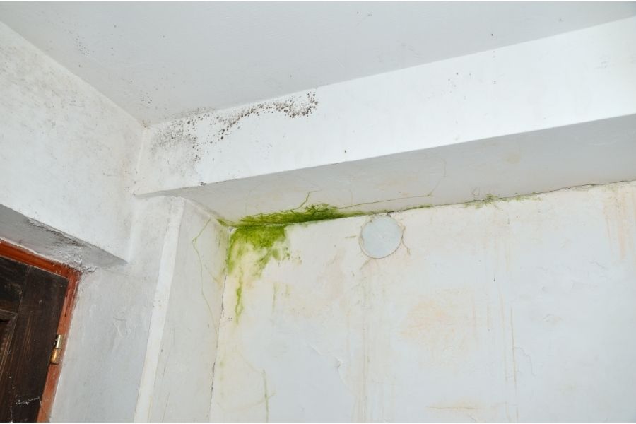 mold spots on ceiling and walls