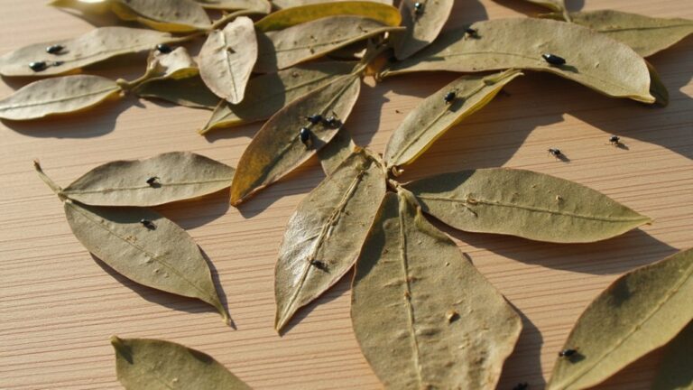 Do Bay Leaves Repel Weevils?