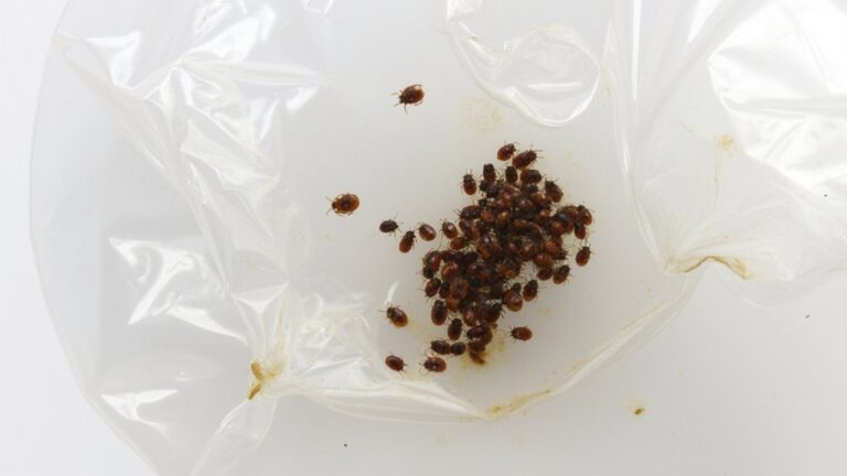 How Long Can Bed Bugs Live In A Vacuum Sealed Bag?