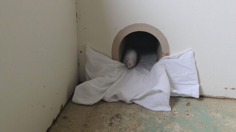 Do Bounce Dryer Sheets Repel Rodents?