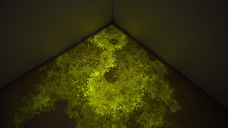 What Do Rat Urine Stains Look Like?