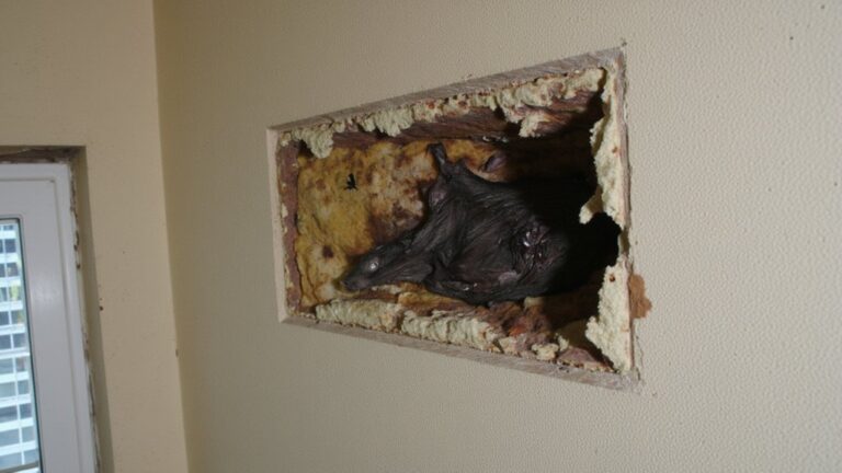 What Happens If A Mouse Dies In The Wall?