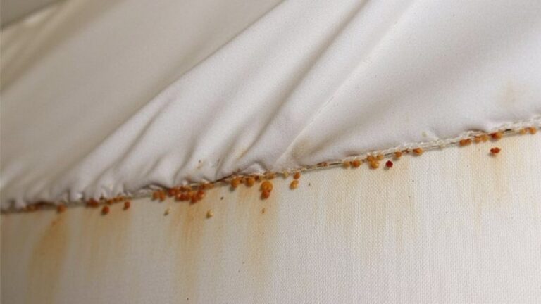 How Do You Get Rid Of Moth Larvae In A Mattress?