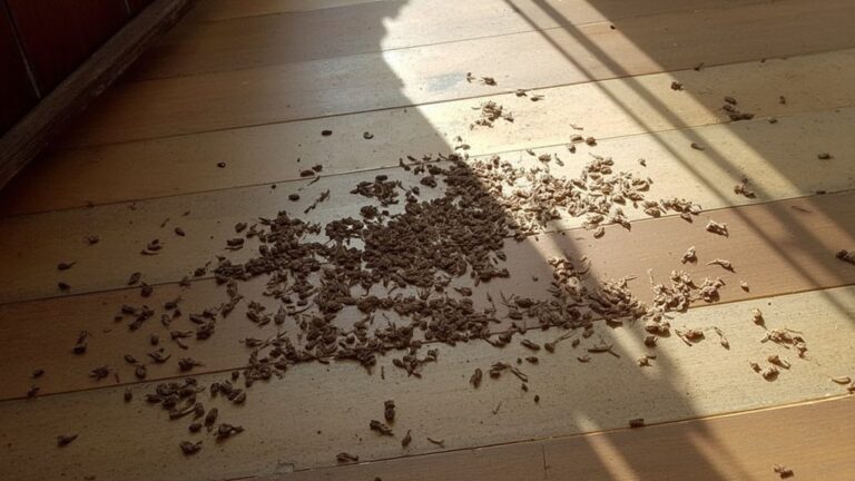 Can You Get Sick From Old Mouse Droppings?