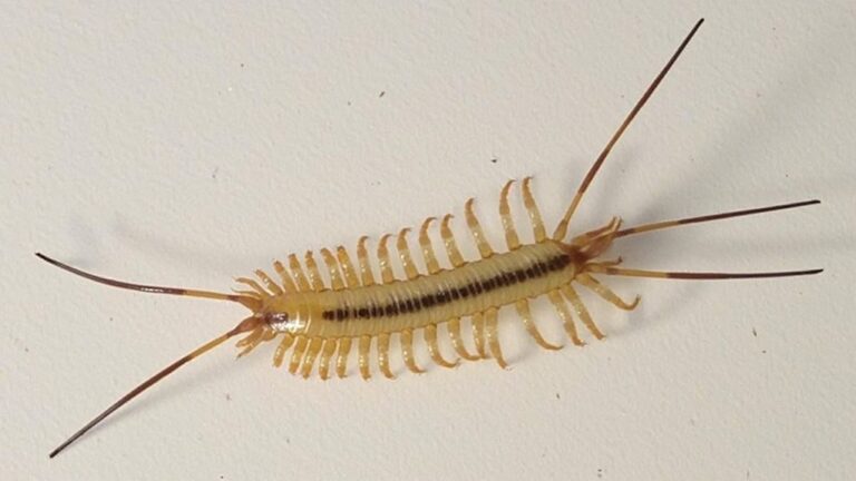 How Long Do House Centipedes Live?