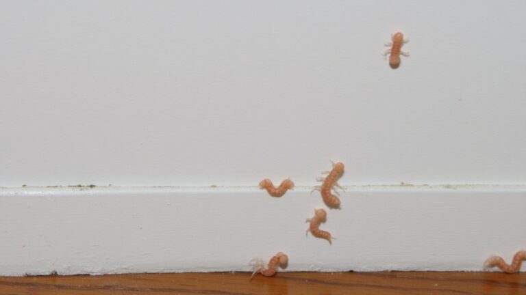 What Are These Little Worms In My House?