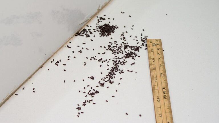 How Many Droppings Does One Mouse Leave?