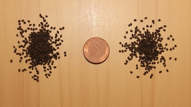 What Looks Like Mouse Poop But Isn T?